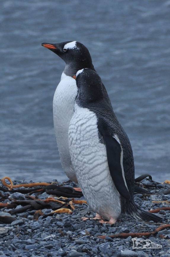 Pinguins gentoo em praia de Prion Island, na Geórgia do Sul